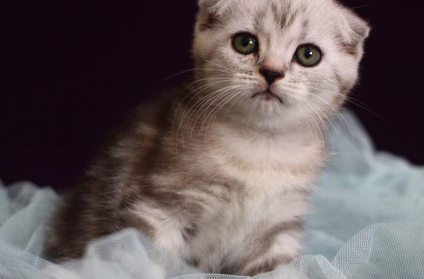  Thông tin về Mèo Silver, mèo Anh lông ngắn màu silver tabby