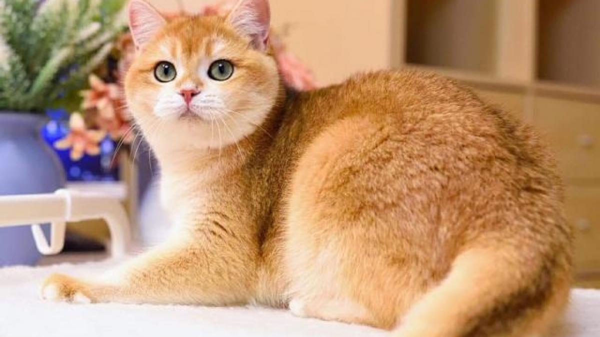 Mèo Golden - Thông tin, đặc điểm của loài mèo này
