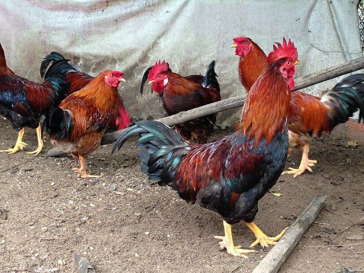 Gà bị chướng bụng và đầy hơi. Cách điều trị gà bị đầy hơi và chướng bụng