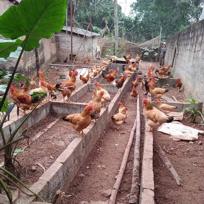 Nuôi gà thả đồi hiệu quả